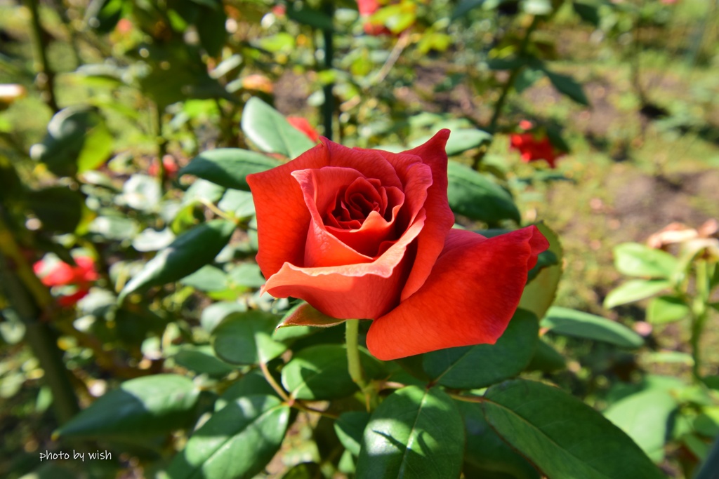 秋薔薇