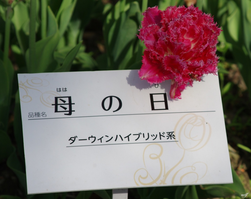 カーネーション風のチューリップ