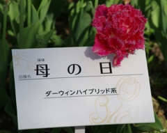 カーネーション風のチューリップ