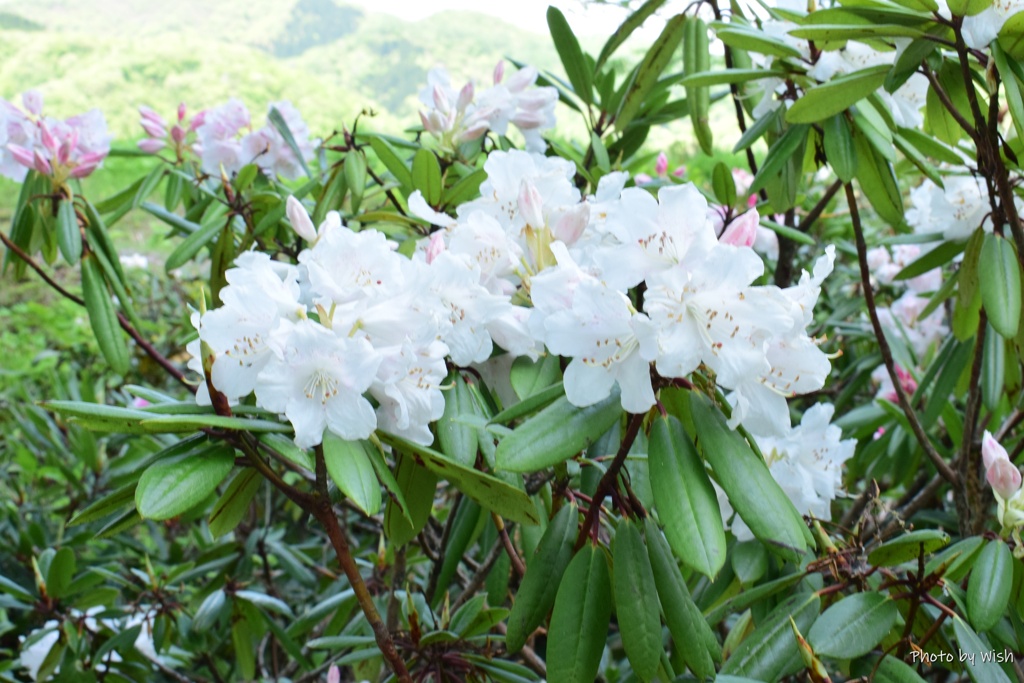 開花が盛んな時期