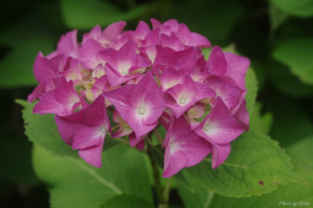 頼成の森　紫陽花