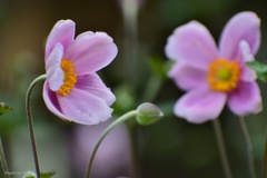 秋の花