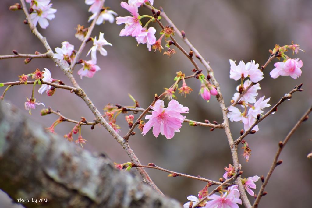 12月の十月桜