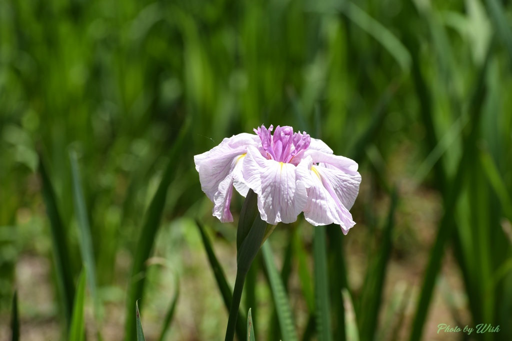 ハナショウブの花姿