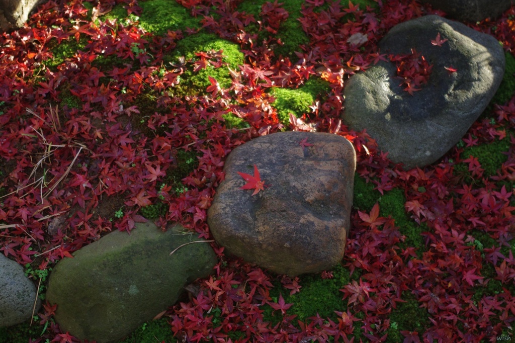 雨あがりの落ち葉