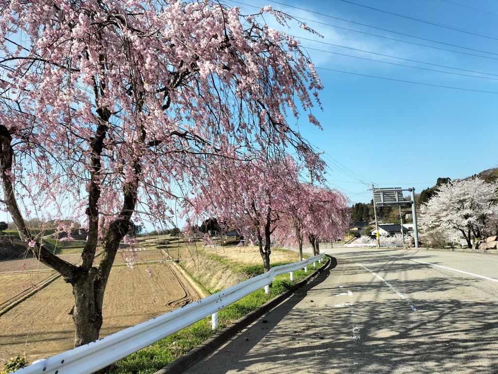 枝垂れ桜