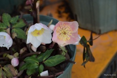 クリスマスローズ