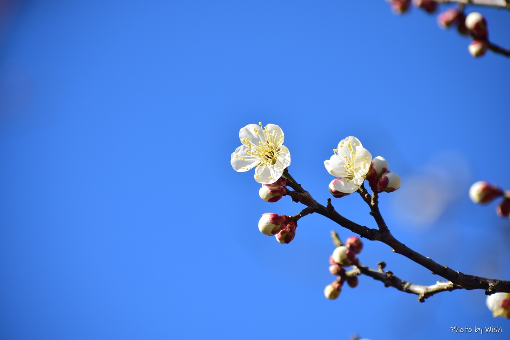 2月の青空