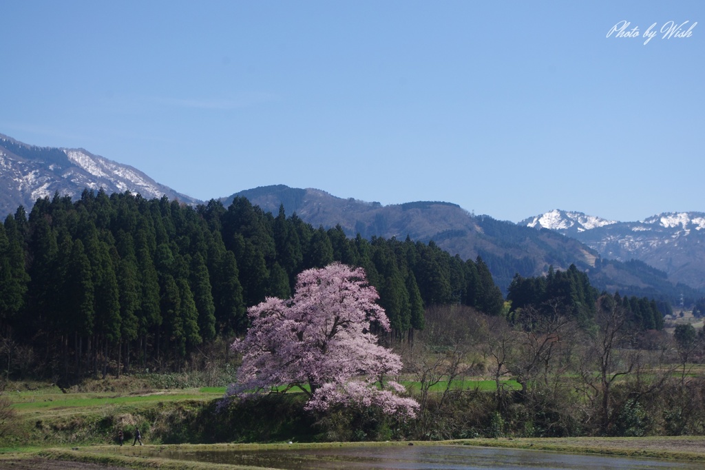 向野江戸彼岸桜