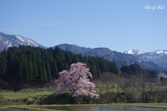 向野江戸彼岸桜