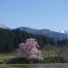 向野江戸彼岸桜