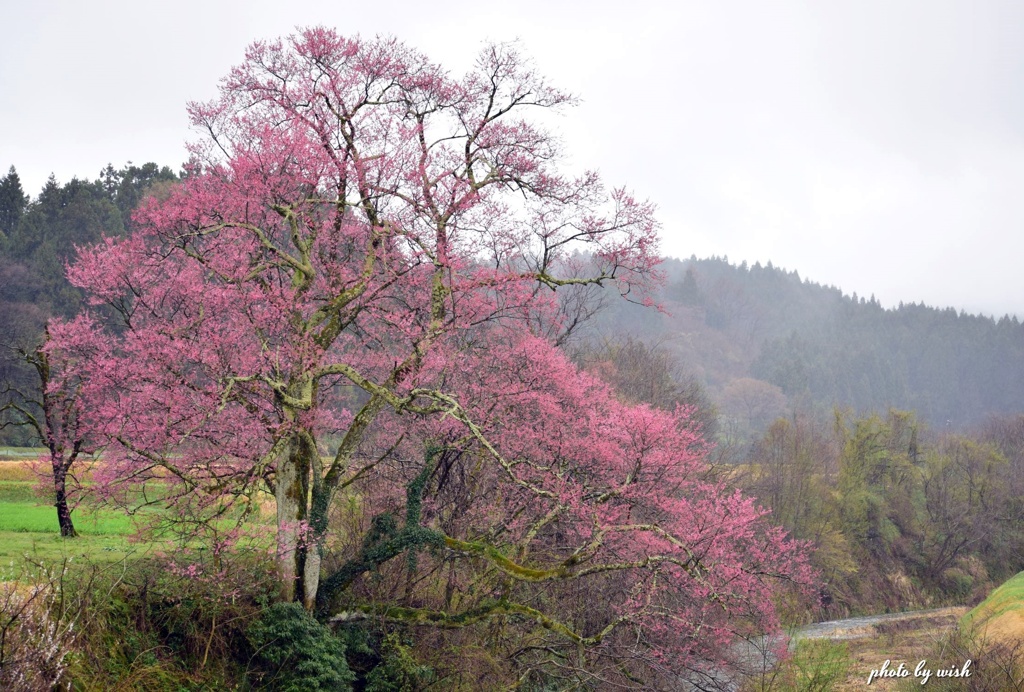 向野江戸彼岸桜