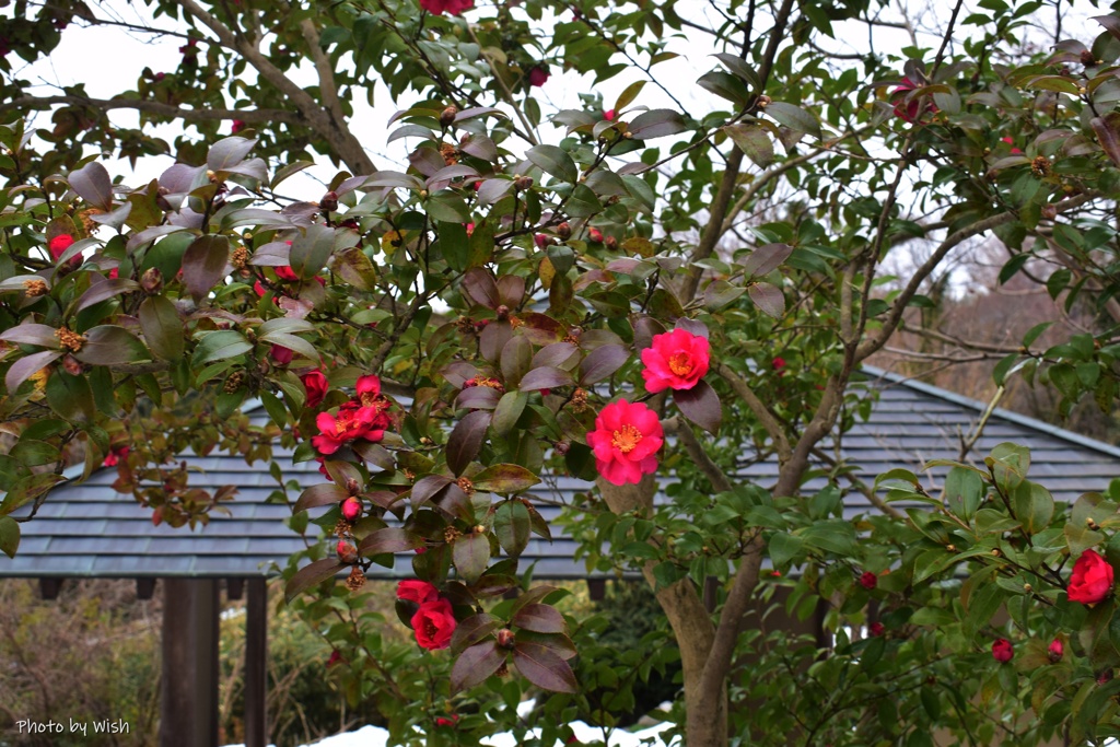 山茶花