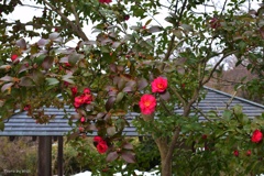 山茶花