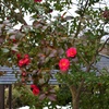 山茶花