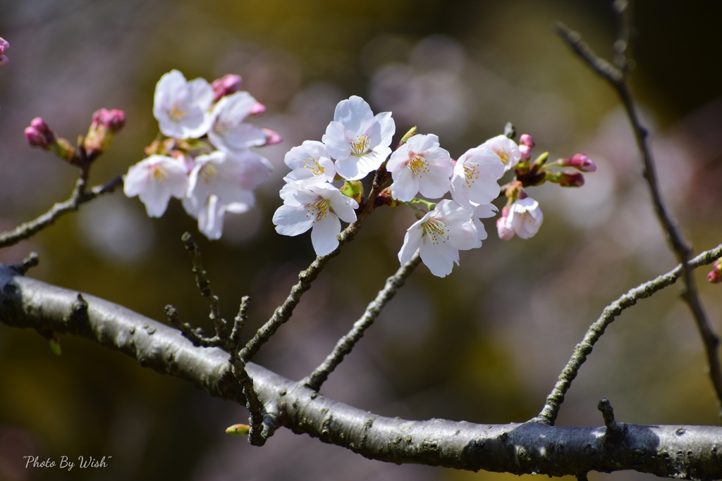 桜の表情