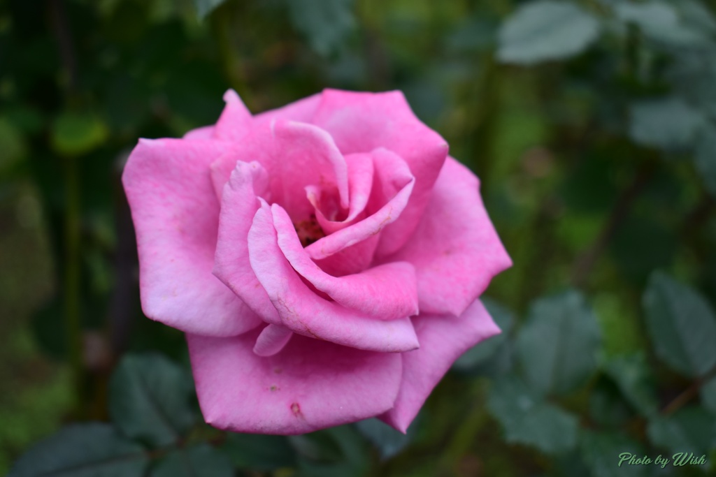 秋薔薇の彩