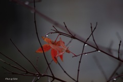 師走の紅葉