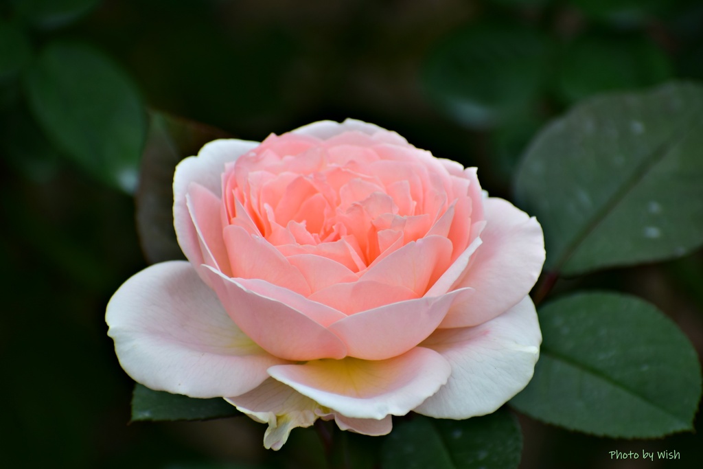 秋色の薔薇