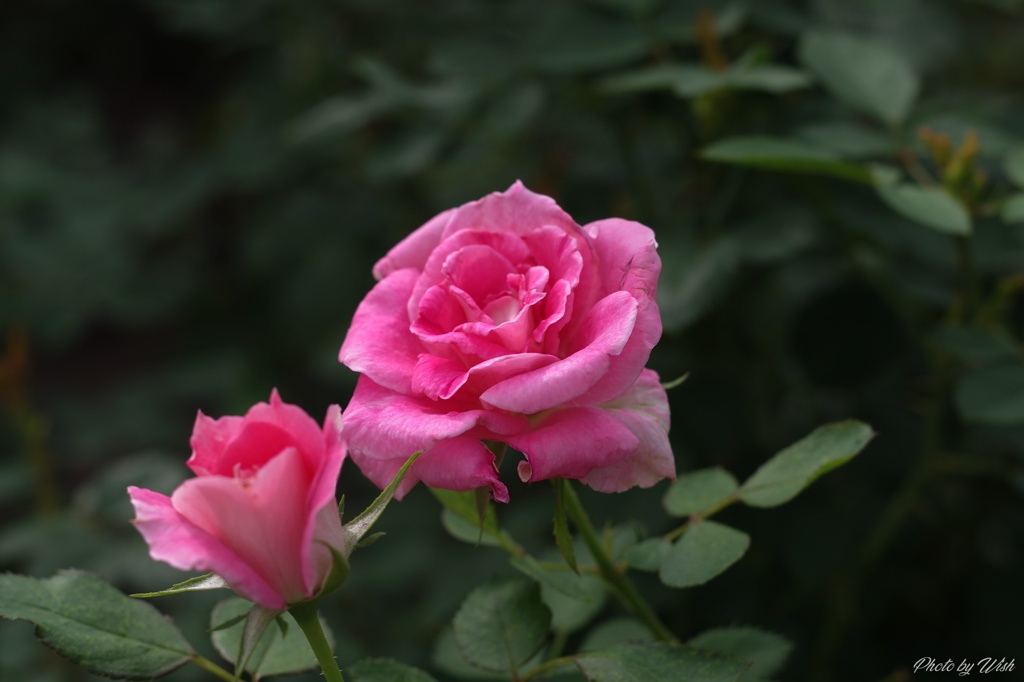 9月の薔薇