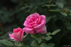 9月の薔薇
