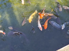 鯉の戯れ