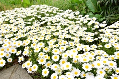 白花