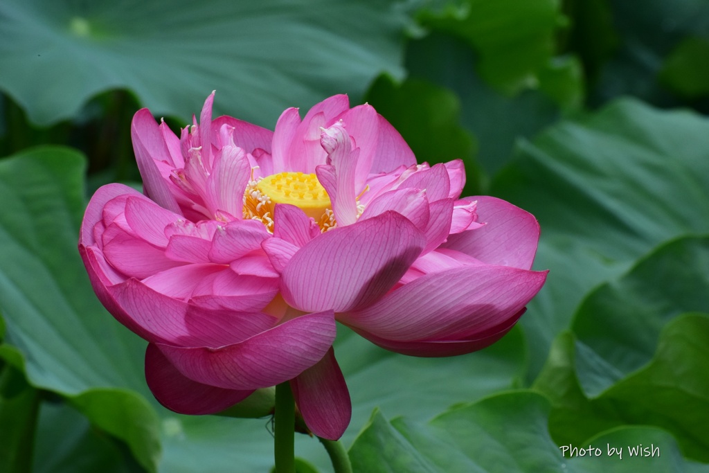 花弁ほころぶ