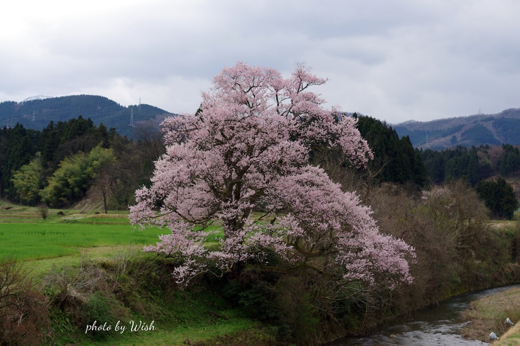 城端　江戸彼岸桜