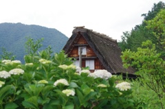 合掌造りと紫陽花