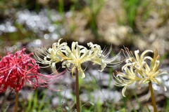 煌めく白花