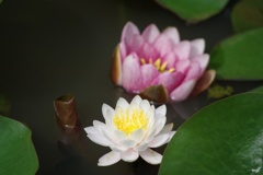 紅白　睡蓮