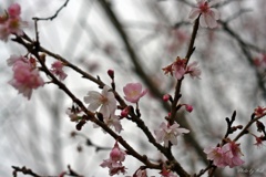 師走の十月桜