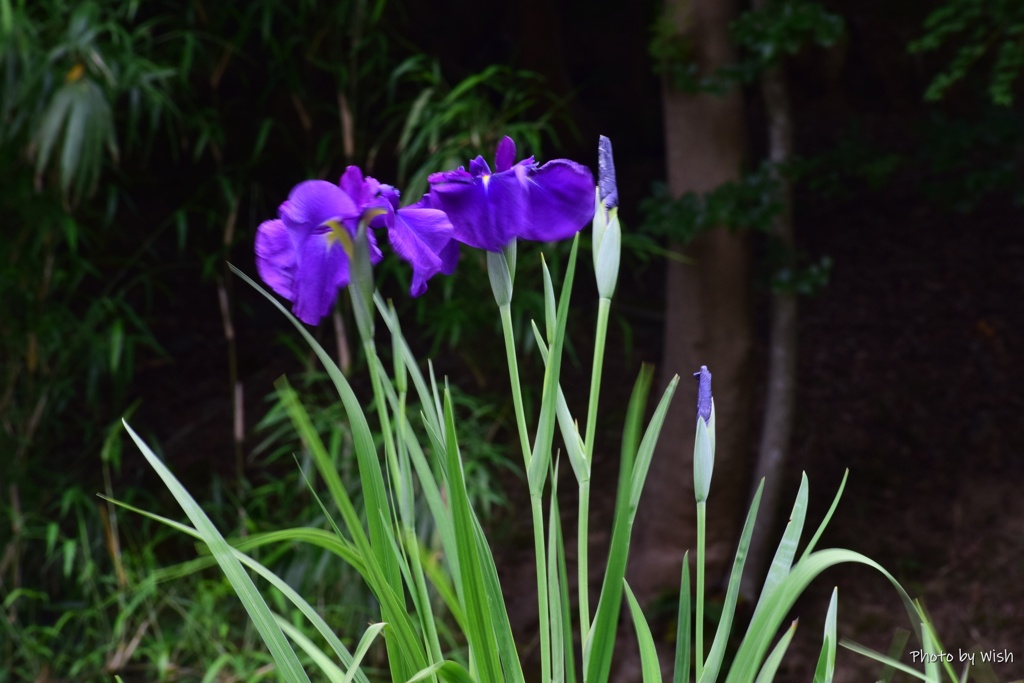 花菖蒲園