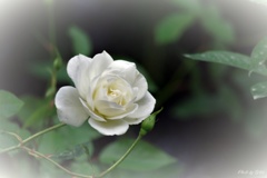 white Rose