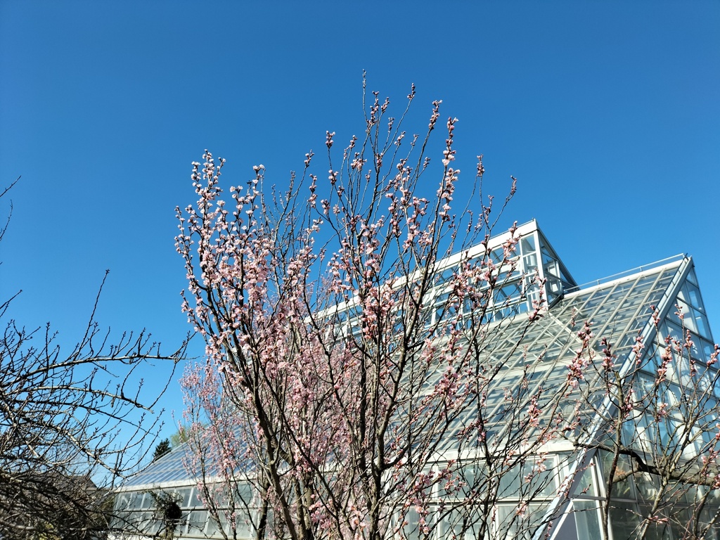 春の青空に咲く