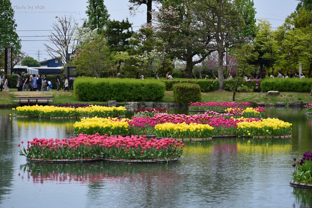 水上花壇