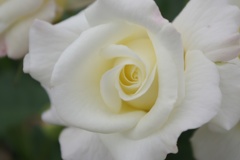 白薔薇：高岡おとぎの森