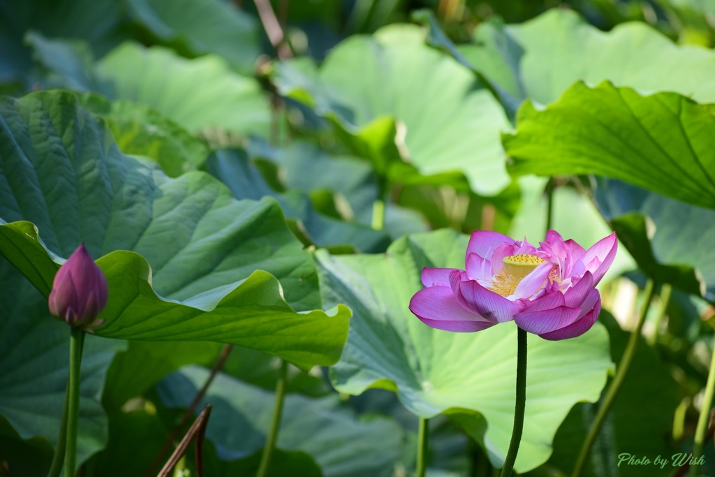 蕾と開花