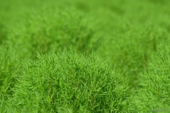 Green＆Green