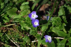 春に咲く草花