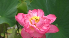 蓮と蜂