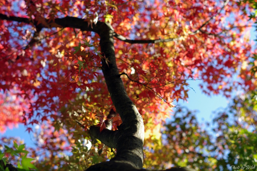 紅葉色に染まる