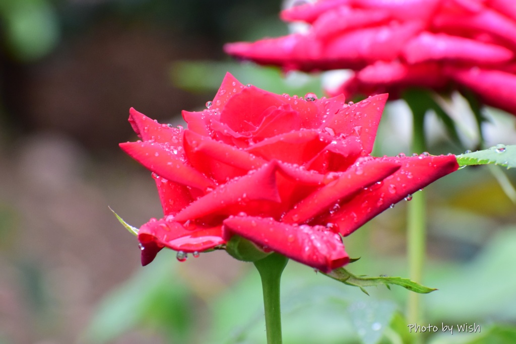雫を纏う紅薔薇