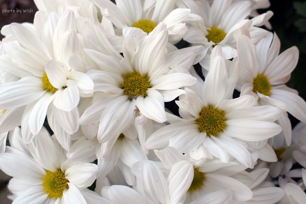 白菊の花