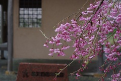 雨上がりの花見