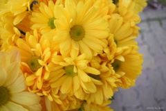 菊の花：黄色