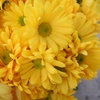 菊の花：黄色