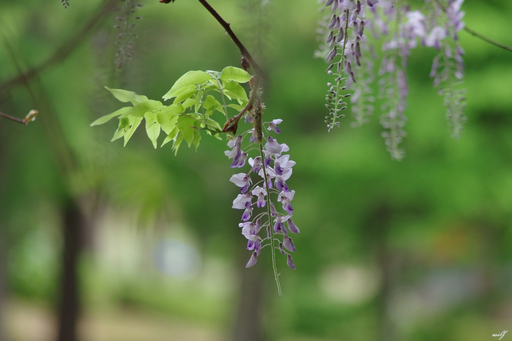 若葉と藤の花