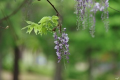 若葉と藤の花